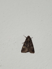 Melipotis famelica