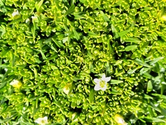 Arenaria serpens