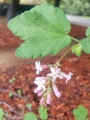 Ribes malvaceum