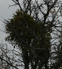 Phoradendron leucarpum