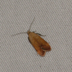 Anacampsis fullonella