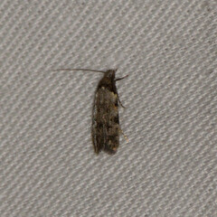 Taygete attributella