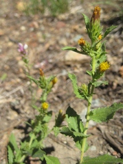 Hazardia whitneyi discoidea