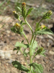 Hazardia whitneyi discoidea