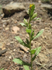 Hazardia whitneyi discoidea