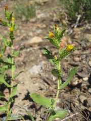 Hazardia whitneyi discoidea