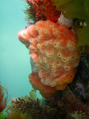 Aplidium