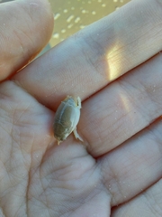 Emerita brasiliensis