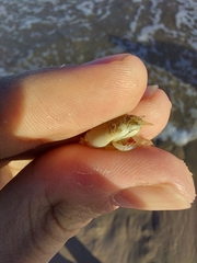 Emerita brasiliensis