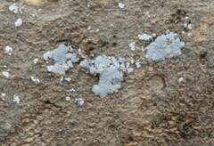 Physcia caesia