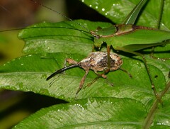Loncophorus obliquus
