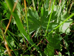 Sidalcea oregana spicata