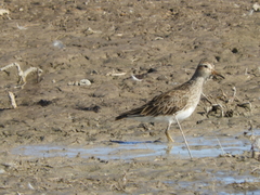 Calidris melanotos