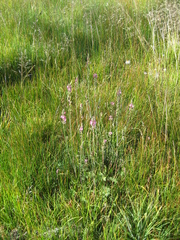 Sidalcea oregana spicata