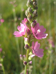 Sidalcea oregana spicata