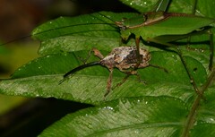Loncophorus obliquus