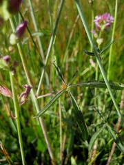 Sidalcea oregana spicata