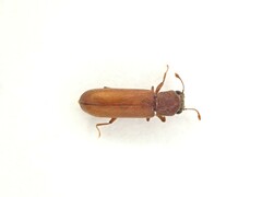 Lyctus