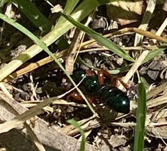Diamma bicolor