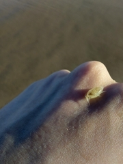 Eumalacostraca