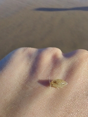 Eumalacostraca