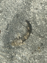 Bathygobius soporator