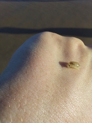 Eumalacostraca