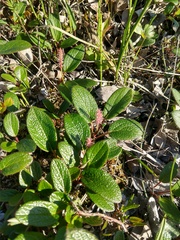 Salix reticulata