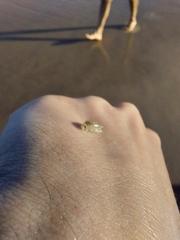 Eumalacostraca
