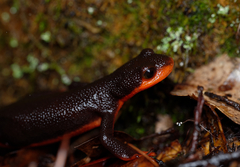 Taricha rivularis