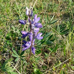Lupinus arcticus