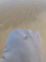 Eumalacostraca