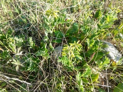 Astragalus umbellatus