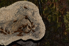 Scaptotrigona xanthotricha