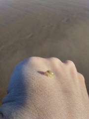 Eumalacostraca