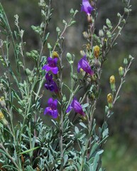 Penstemon californicus