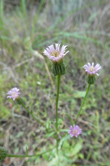 Erigeron acris