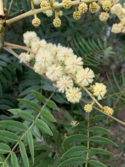 Acacia elata