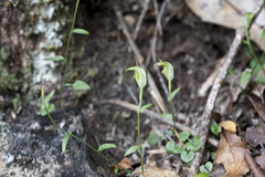 Pterostylis trullifolia
