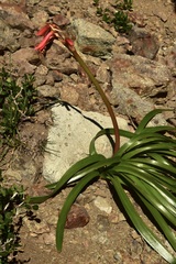 Zephyranthes graciliflora