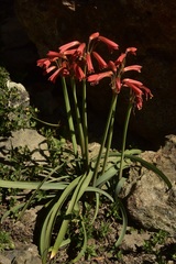 Zephyranthes graciliflora