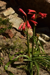 Zephyranthes graciliflora