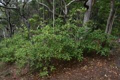 Alstonia muelleriana