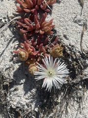 Mesembryanthemum canaliculatum