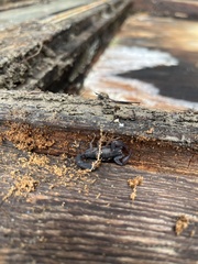 Pseudouroctonus reddelli