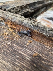 Pseudouroctonus reddelli