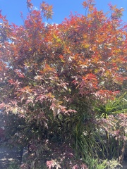 Liquidambar styraciflua