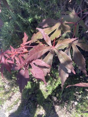 Liquidambar styraciflua