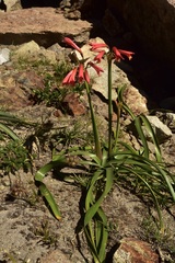Zephyranthes graciliflora