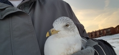 Larus delawarensis